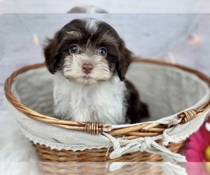 Poovanese Puppy for sale in HUFFMAN, TX, USA