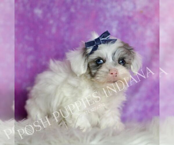 Medium Photo #7 Maltipoo (Miniature) Puppy For Sale in WARSAW, IN, USA