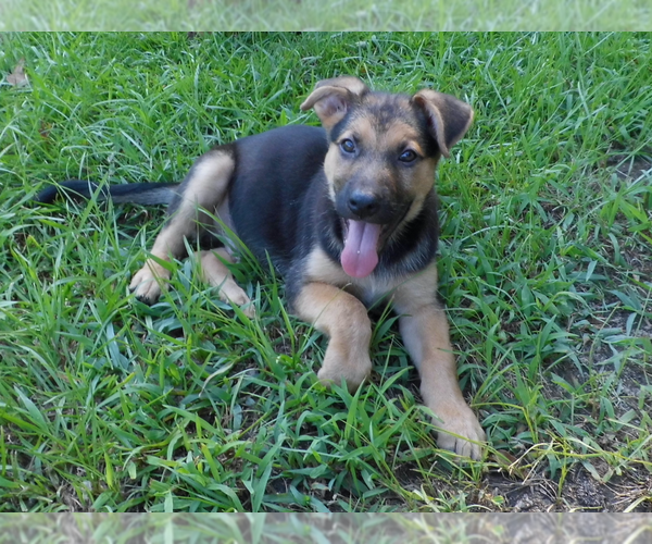 Medium Photo #7 Shepweiller Puppy For Sale in MC INTYRE, GA, USA