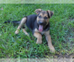 Small #6 Shepweiller