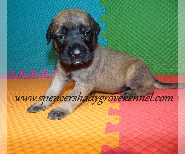 Medium Photo #6 Mastiff Puppy For Sale in CABOOL, MO, USA