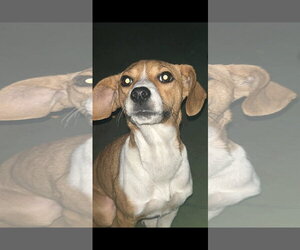 Cheagle Dogs for adoption in Brooksville, FL, USA