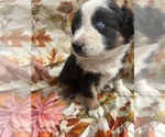 Small Photo #30 Australian Shepherd Puppy For Sale in COTOPAXI, CO, USA