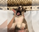 Small Photo #5 Beagle-Siberian Husky Mix Puppy For Sale in SULPHUR, LA, USA