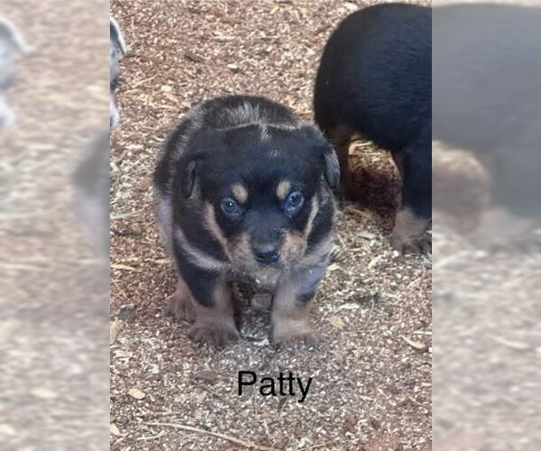 Medium Photo #1 Mutt Puppy For Sale in Mooresville, NC, USA