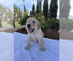 Small #4 Golden Retriever