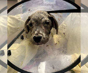 American Pit Bull Terrier Dogs for adoption in Rancho Cucamonga, CA, USA
