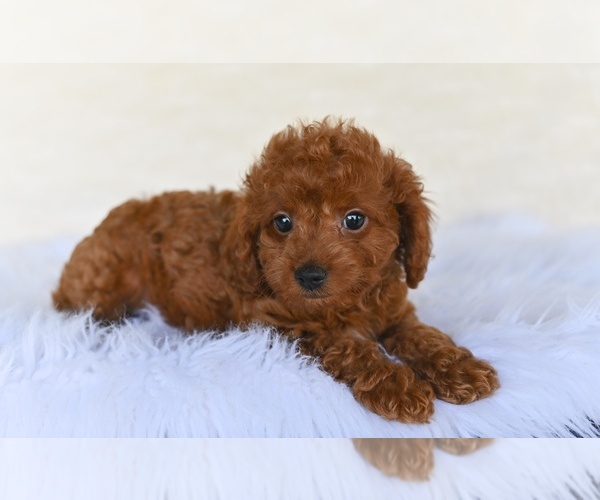 Medium Photo #3 Cock-A-Poo Puppy For Sale in MILLERSBURG, OH, USA