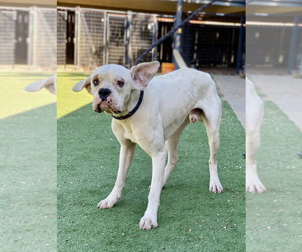 Medium Photo #2 Boxer Puppy For Sale in Austin, TX, USA