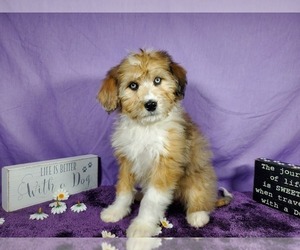 Medium Bernedoodle-Poodle (Toy) Mix