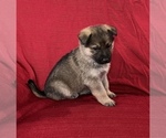 Small Photo #2 German Shepherd Dog Puppy For Sale in HOPEDALE, IL, USA