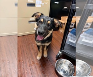 Gloria - Female German Shepherd Dog-Unknown Mix Dog for Adoption - Photo #2