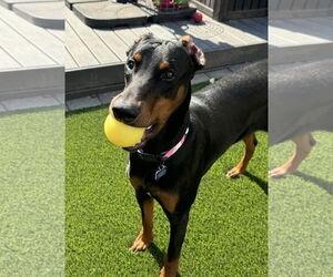 Doberman Pinscher Dogs for adoption in Bellevue, WA, USA