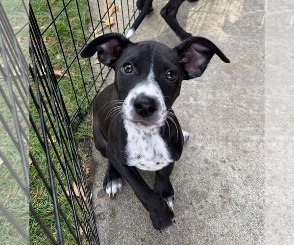 Medium Photo #7 Lab-Pointer Puppy For Sale in GILBERTS, IL, USA