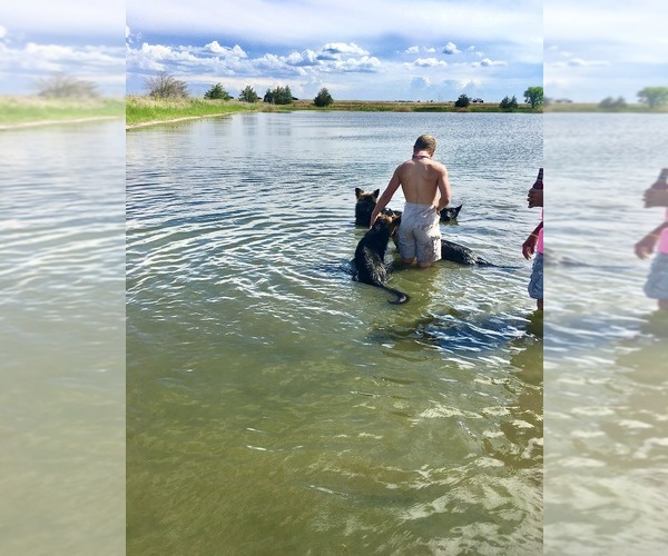 Medium Photo #70 German Shepherd Dog Puppy For Sale in BRIGHTON, CO, USA