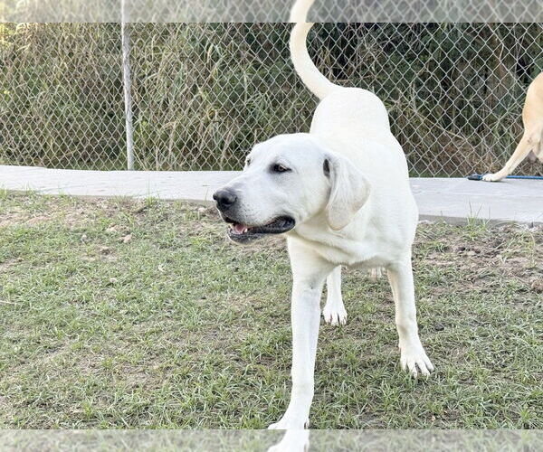 Medium Photo #24 Anatolian Shepherd-Labrador Retriever Mix Puppy For Sale in Higley, AZ, USA