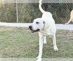 Small #23 Anatolian Shepherd-Labrador Retriever Mix