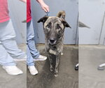 Small #1 Mutt