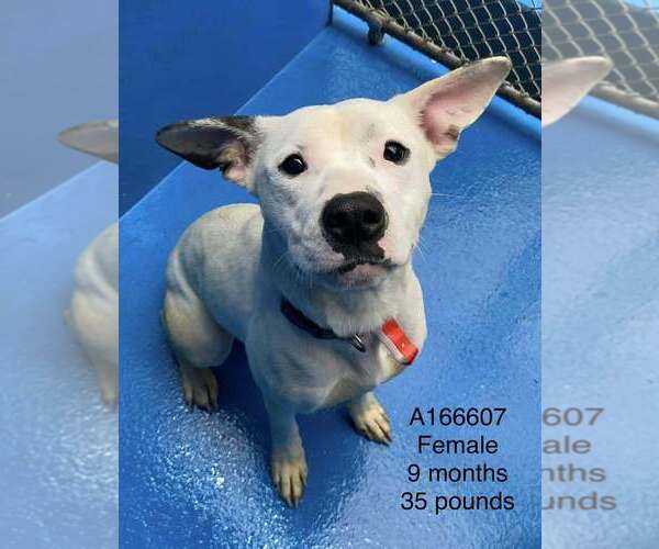 Medium Photo #1 Mutt Puppy For Sale in Calgary, Alberta, Canada