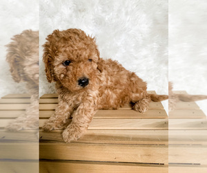Irish Doodle-Poodle (Miniature) Mix Puppy for Sale in WILMOT, Ohio USA