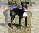 Small Photo #1 Greyhound-Unknown Mix Puppy For Sale in Prattville, AL, USA