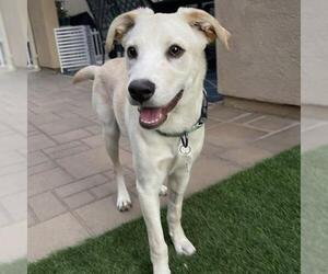 Ricky - Male Labrador Retriever-Unknown Mix Dog for Adoption - Photo #2