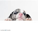 Small #3 Jack Russell Terrier Mix