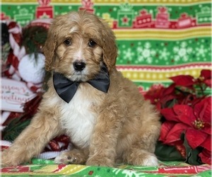 Goldendoodle Puppy for sale in LANCASTER, PA, USA