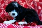 Small Photo #1 Miniature Bernedoodle Puppy For Sale in CONOWINGO, MD, USA