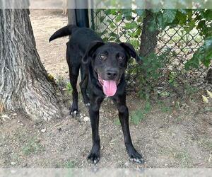 Labrador Retriever-Unknown Mix Dogs for adoption in Waco, TX, USA