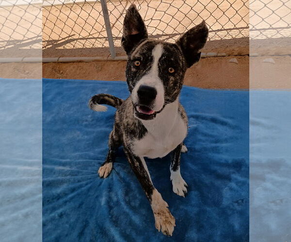 Medium Photo #1 Mutt Puppy For Sale in Apple Valley, CA, USA