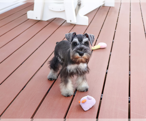 Medium Photo #8 Schnauzer (Miniature) Puppy For Sale in SYRACUSE, IN, USA