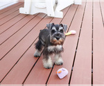 Small #7 Schnauzer (Miniature)