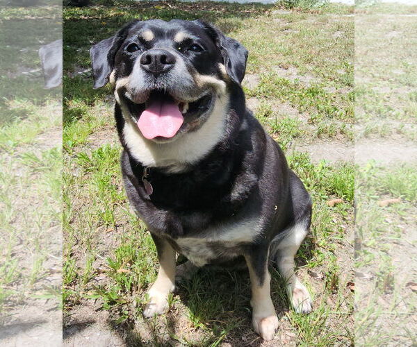 Medium Photo #2 Labrador Retriever-Unknown Mix Puppy For Sale in Royal Palm Beach, FL, USA