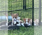 Small Photo #4 Pembroke Welsh Corgi Puppy For Sale in ATHENS, TX, USA