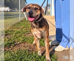 Labrador Retriever-Unknown Mix Dogs for adoption in Washington, DC, USA