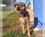 Khloe - Female Labrador Retriever-Unknown Mix Dog for Adoption - Small photo