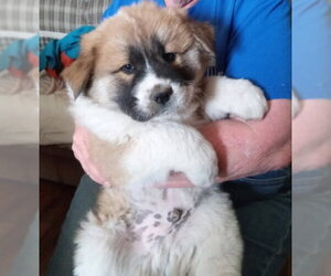 Chow Chow-Unknown Mix Dogs for adoption in Grafton, WI, USA