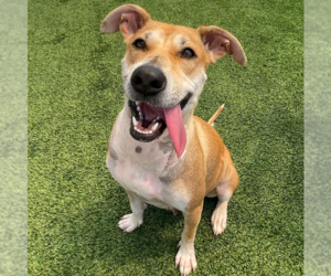 Pamela - Female Black Mouth Cur-Labrador Retriever Mix Dog for Adoption - Photo #6