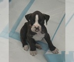Small Photo #4 Boxer Puppy For Sale in DISPUTANTA, VA, USA