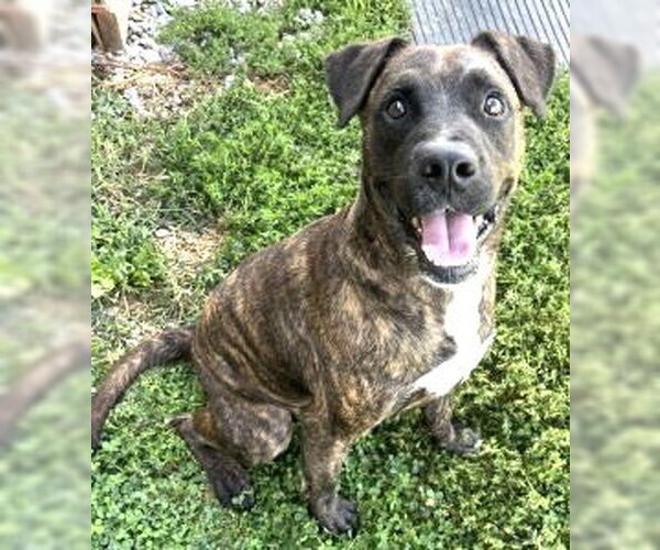 Medium Photo #1 Mutt Puppy For Sale in Sistersville, WV, USA