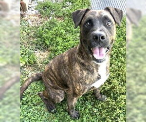 Mutt Dogs for adoption in Sistersville, WV, USA