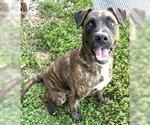 Small Photo #1 Mutt Puppy For Sale in Sistersville, WV, USA