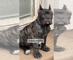 Small #2 Cane Corso