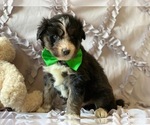 Small Photo #5 Poodle (Standard)-Siberian Husky Mix Puppy For Sale in LANCASTER, PA, USA