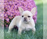 Small #1 French Bulldog