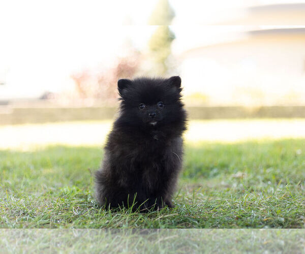 Medium Photo #8 Pomeranian Puppy For Sale in WARSAW, IN, USA