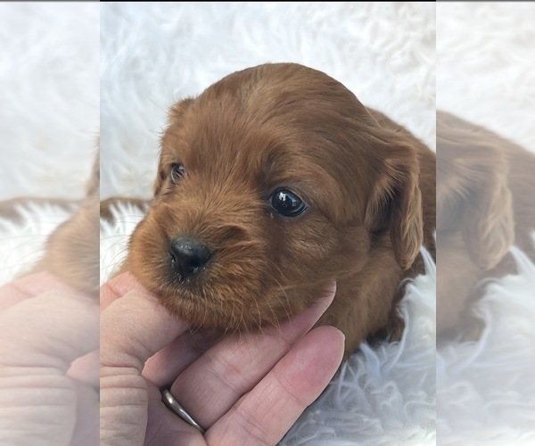 Medium Photo #2 Cavapoo (Toy) Puppy For Sale in NILES, MI, USA