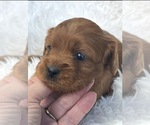 Small #1 Cavapoo (Toy)
