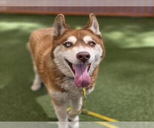 Siberian Husky-Unknown Mix Dogs for adoption in Las Vegas, NV, USA